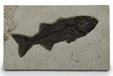Uncommon Fish Fossil (Mioplosus) - Huge For Species! #349290-1